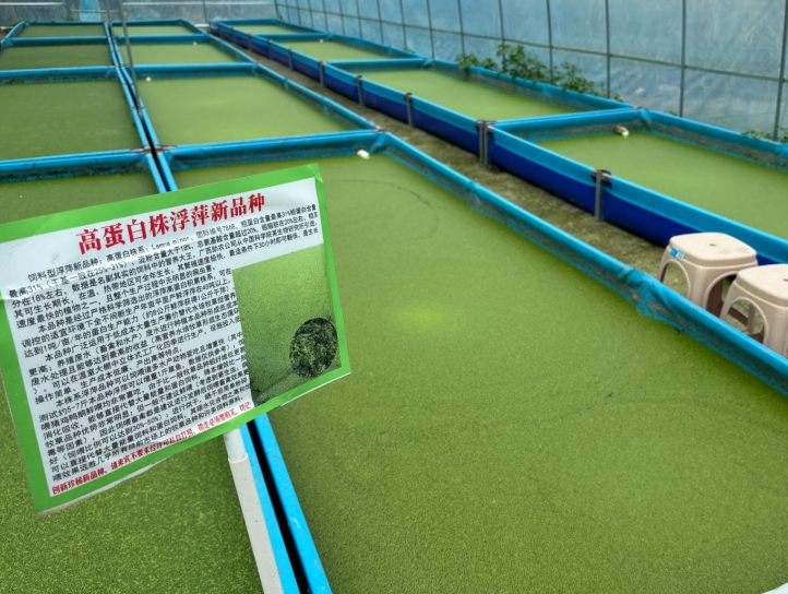 【營養大王·高效蛋白源】飼料型高蛋白浮萍——畝年產1噸天然高蛋白飼料，養殖降本增效利器！